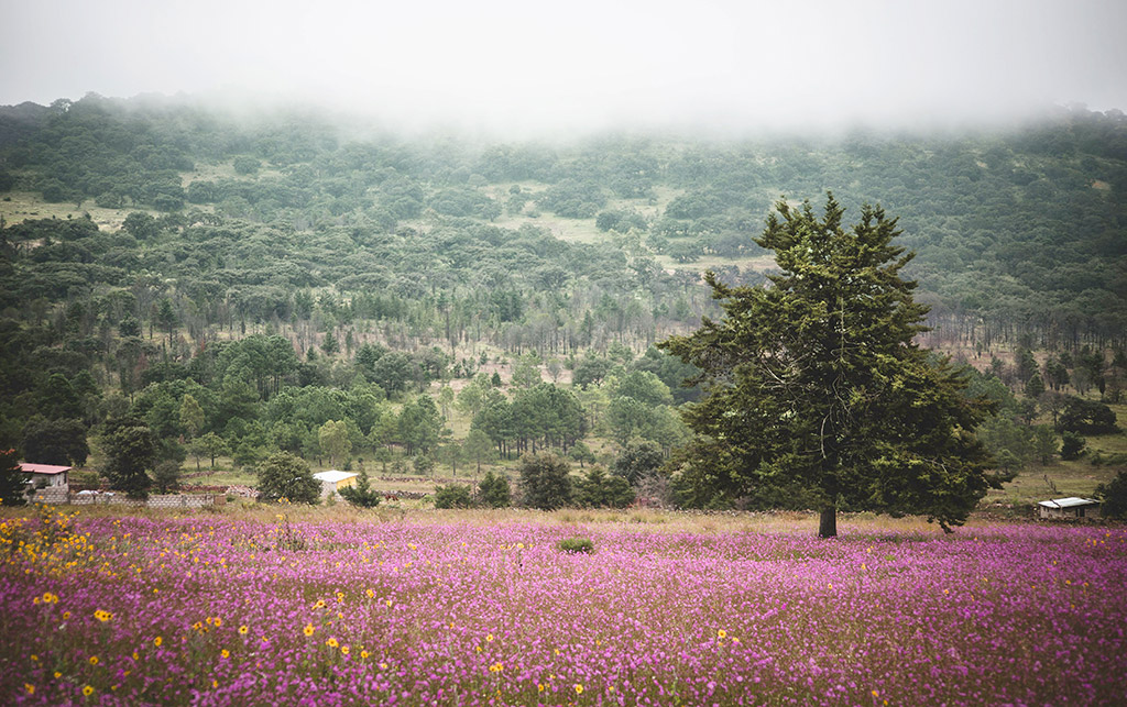 Amealco de Bonfil, Querétaro